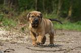 TOSA INU 379
